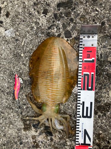 アオリイカの釣果