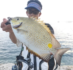 ゴマアイゴの釣果