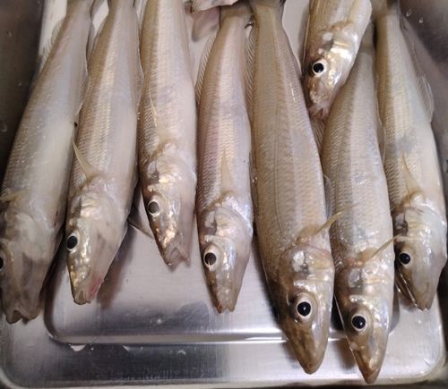 シロギスの釣果