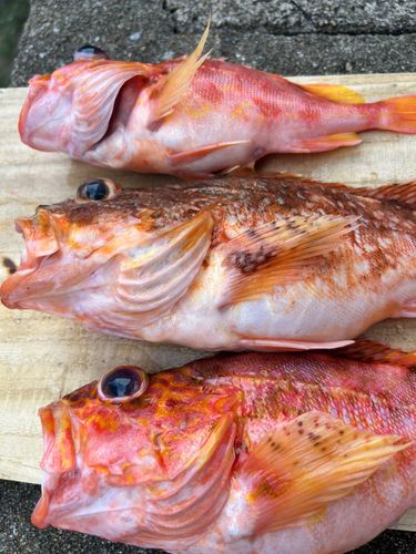 アヤメカサゴの釣果