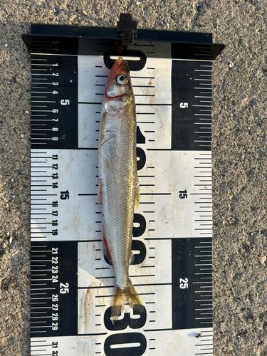 キュウリウオの釣果