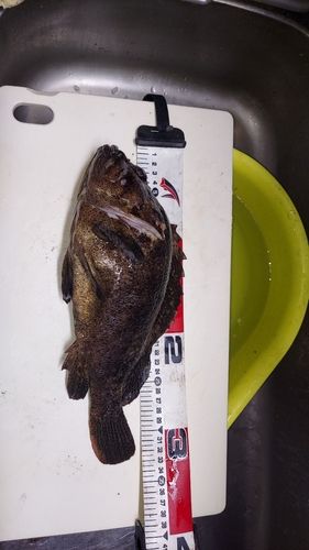 ムラソイの釣果
