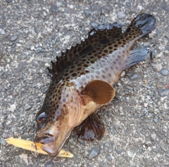 ノミノクチの釣果