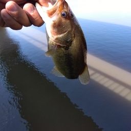 ラージマウスバス