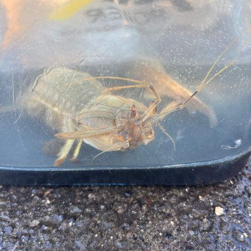 シャコの釣果