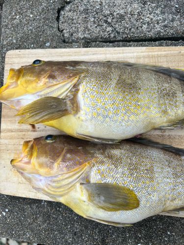 アオハタの釣果