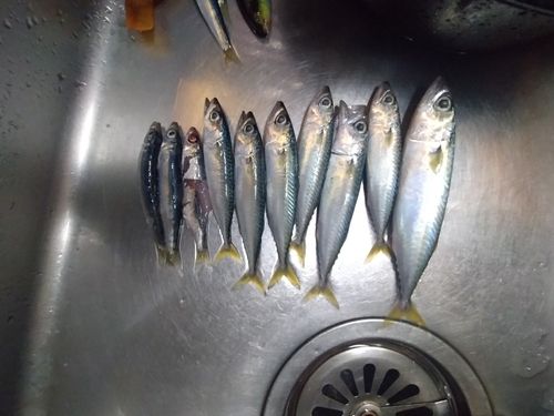 サバの釣果