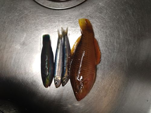 ウルメイワシの釣果