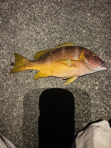 シブダイの釣果