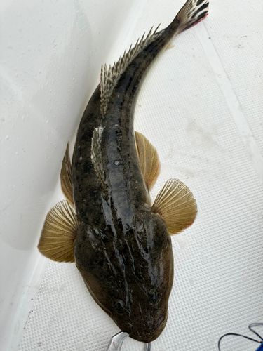 マゴチの釣果