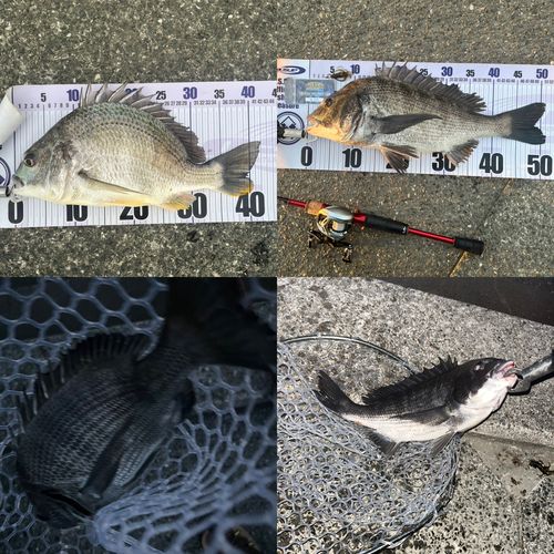 クロダイの釣果