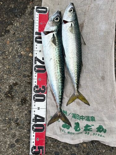 ゴマサバの釣果