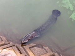 ライギョの釣果