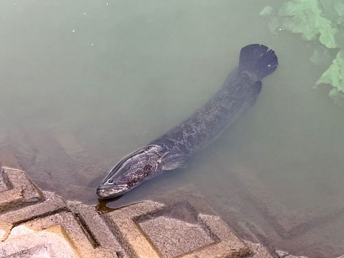 ライギョの釣果