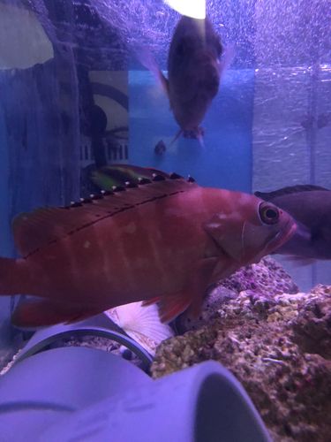 アカハタの釣果