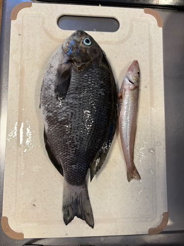 メジナの釣果