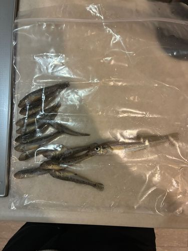 キスの釣果