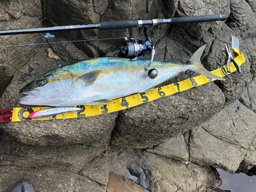 ヒラマサの釣果