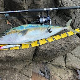 ヒラマサ