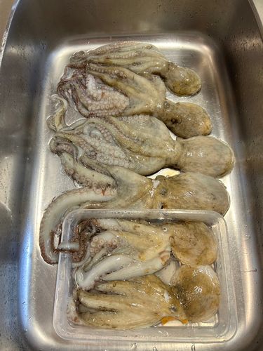 ワラサの釣果