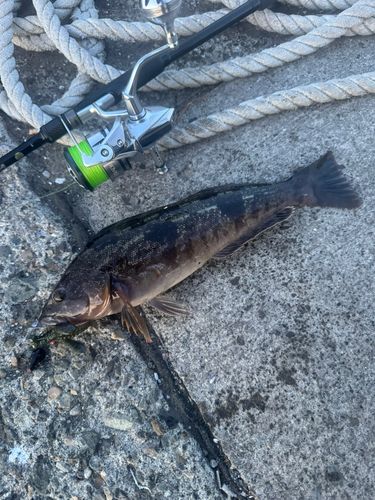 アブラコの釣果