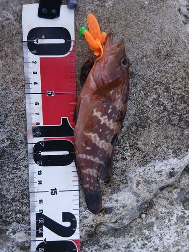 キジハタの釣果