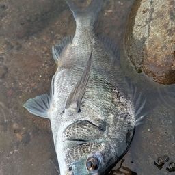 チヌ