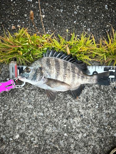 チヌの釣果