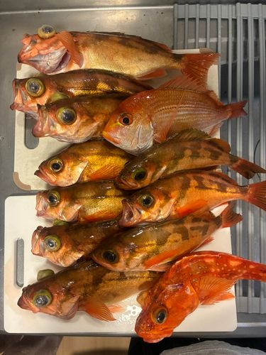 オキメバルの釣果