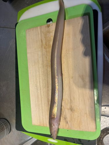 アナゴの釣果