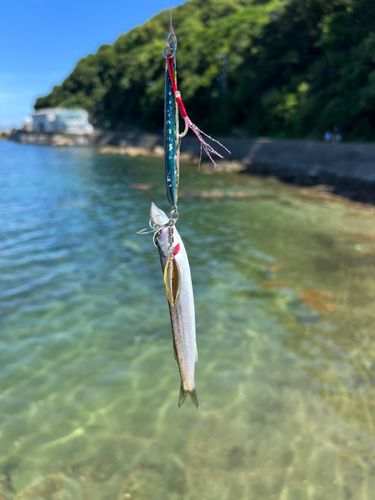 カマスの釣果