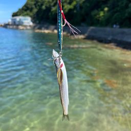 カマス