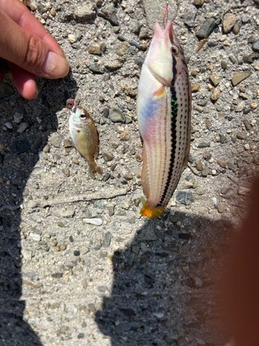 キュウセンの釣果