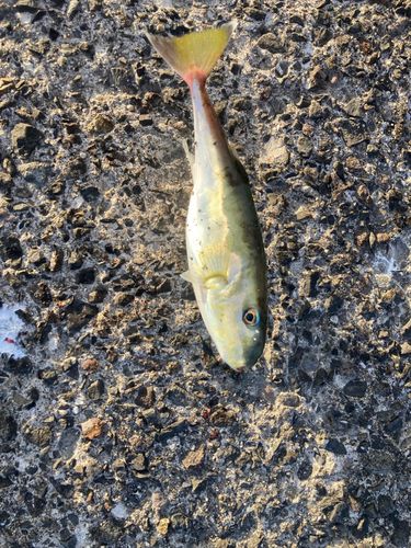 シロサバフグの釣果