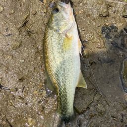 ラージマウスバス