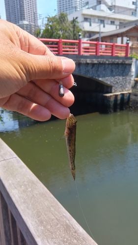 ハゼの釣果