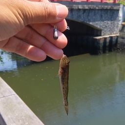 ハゼ