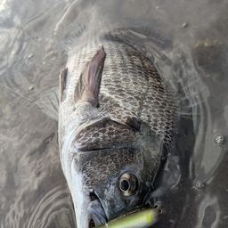 チヌ