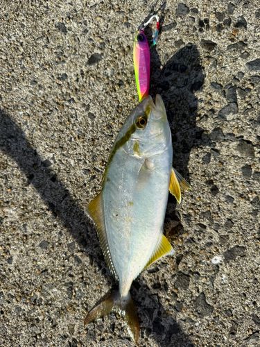 ネリゴの釣果