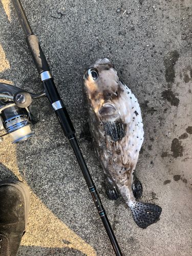 イシガキフグの釣果
