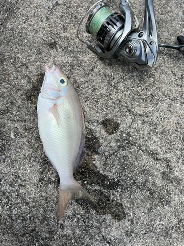 ジューマー(ヒトスジタマガシラ)の釣果
