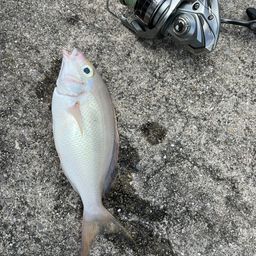 ジューマー(ヒトスジタマガシラ)