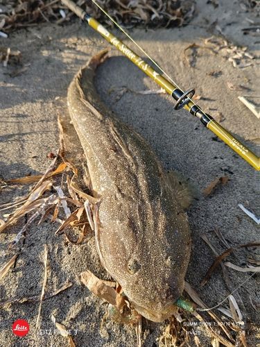 マゴチの釣果