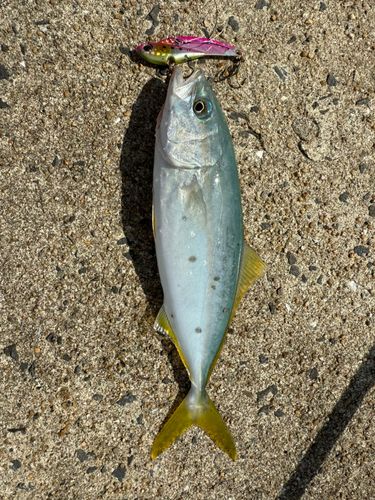 ヤズの釣果