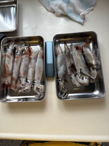 スルメイカの釣果