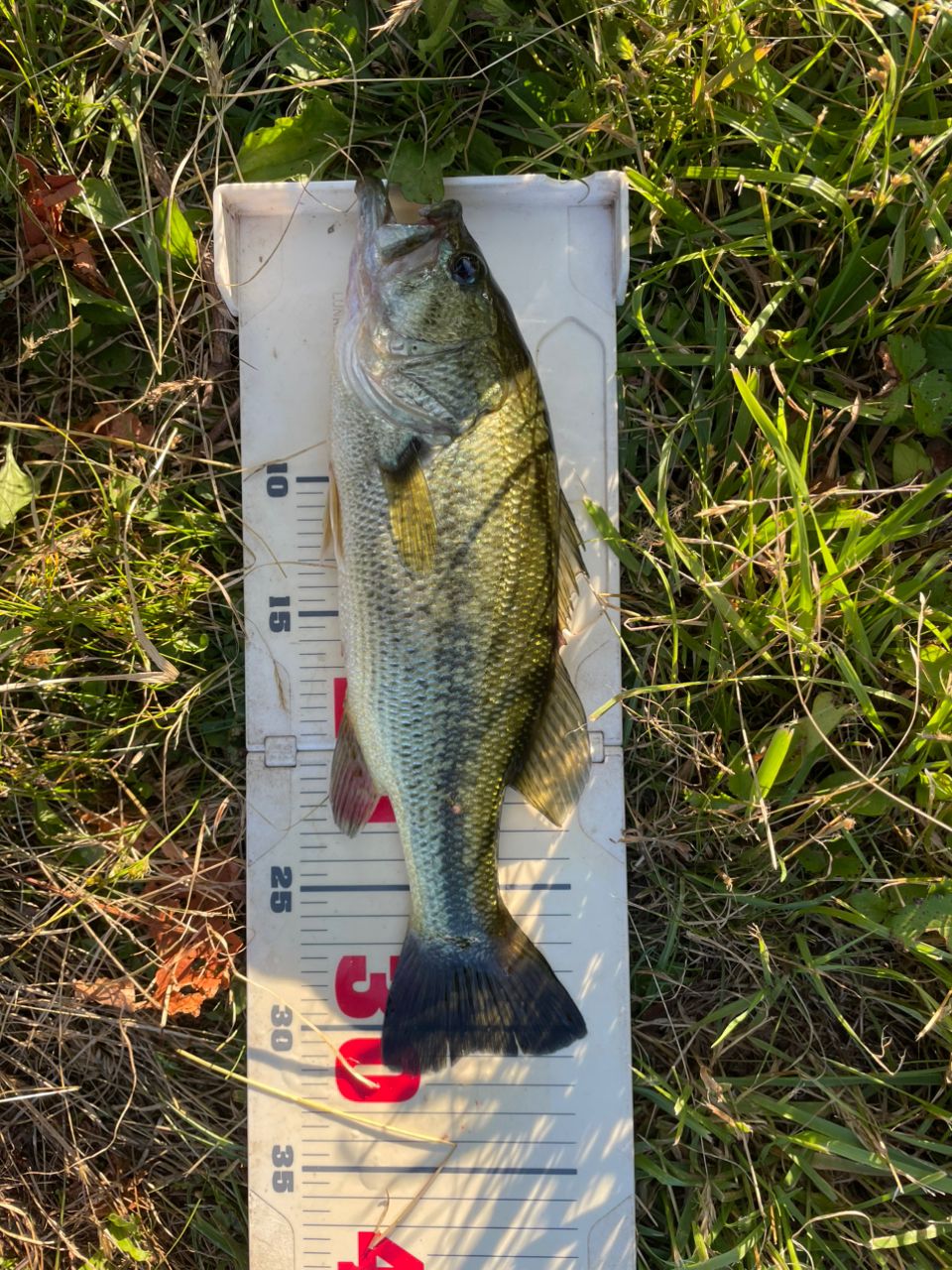 ラージマウスバス