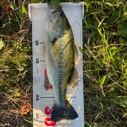 ラージマウスバス