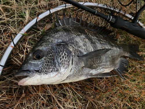 チンチンの釣果