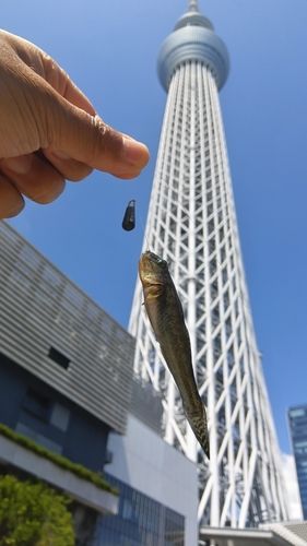 ハゼの釣果