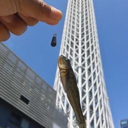 ハゼ